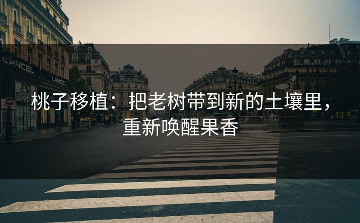 桃子移植:把老树带到新的土壤里,重新唤醒果香 桃子移植:把老树带到新的土壤里,重新唤醒果香